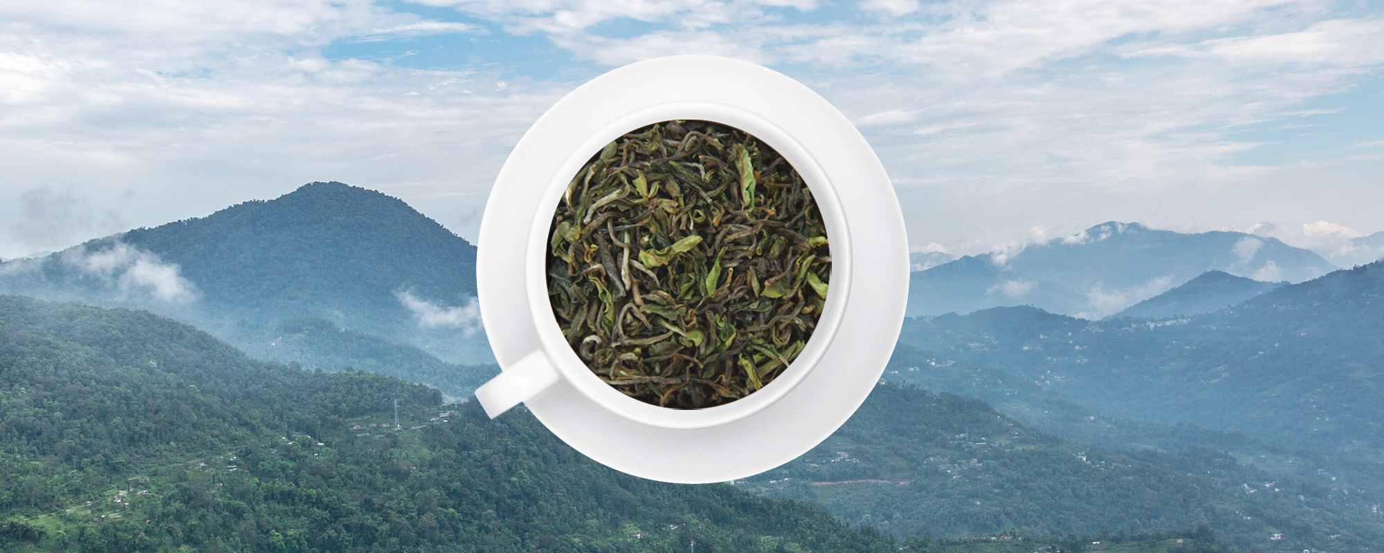 Erntefrisch: Flugtee Darjeeling