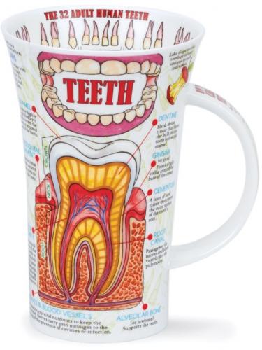 Teeth by Glencoe