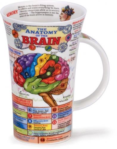 The Brain by Glencoe