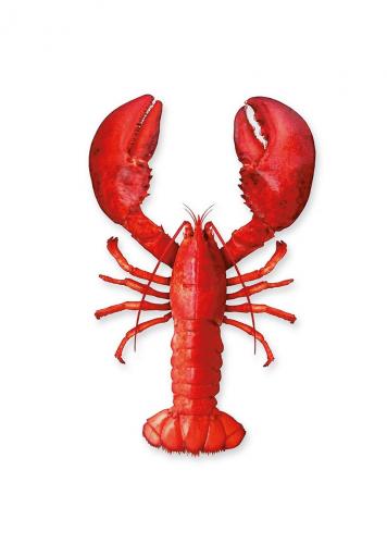 Lobster Geschirrtuch