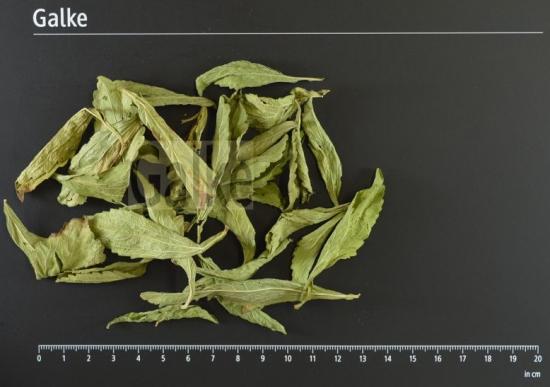 Skrautbltter (Stevia) ganz BIO 1 OG = 5000 g