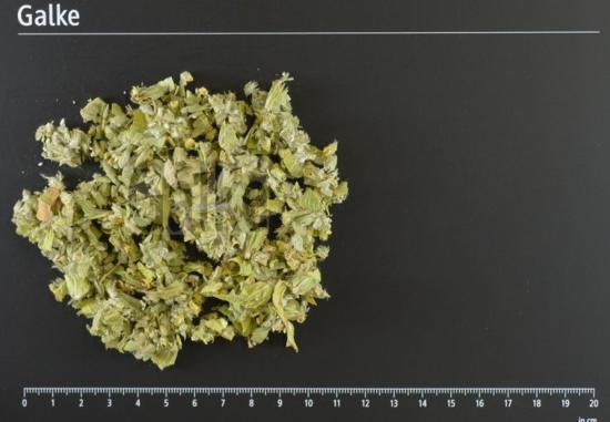 Berufskraut BIO geschnitten 1 OG = 5000 g (Griechischer Bergkr�utertee BIO)
