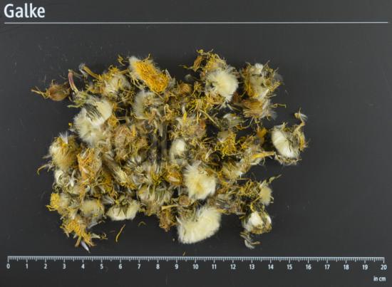 L�wenzahnbl�ten BIO 1 OG = 5000 g