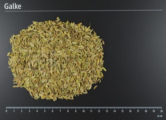 Fenchel gr�n BIO ganz 1 OG = 5000 g